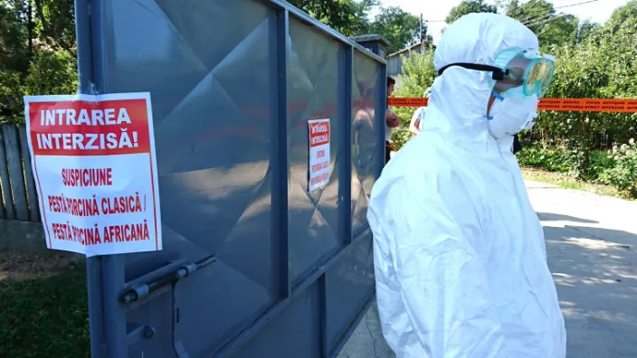 Alertă de pestă porcină în Timiș