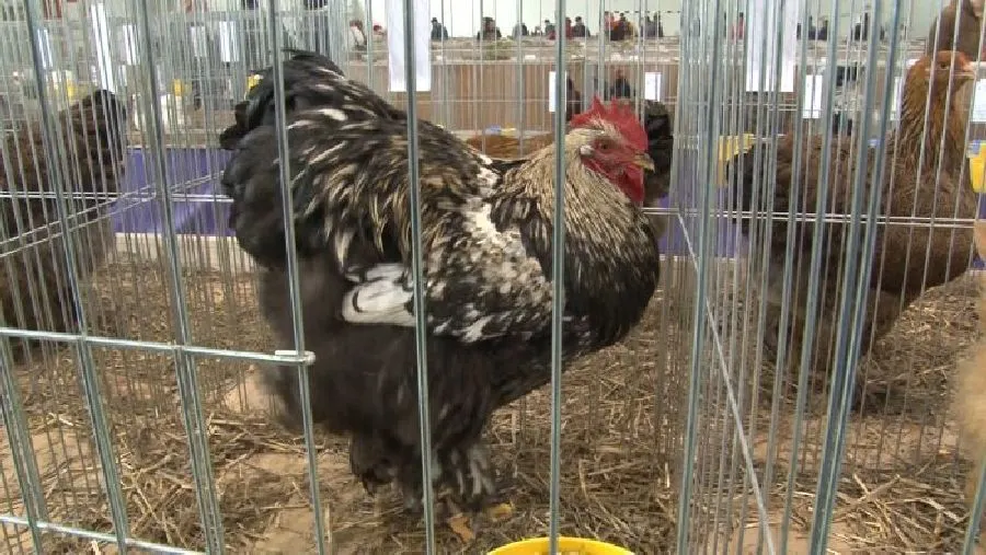 Păsări campioane și două specii create la Timișoara într-o expoziție cu mai mult de un secol de tradiție
