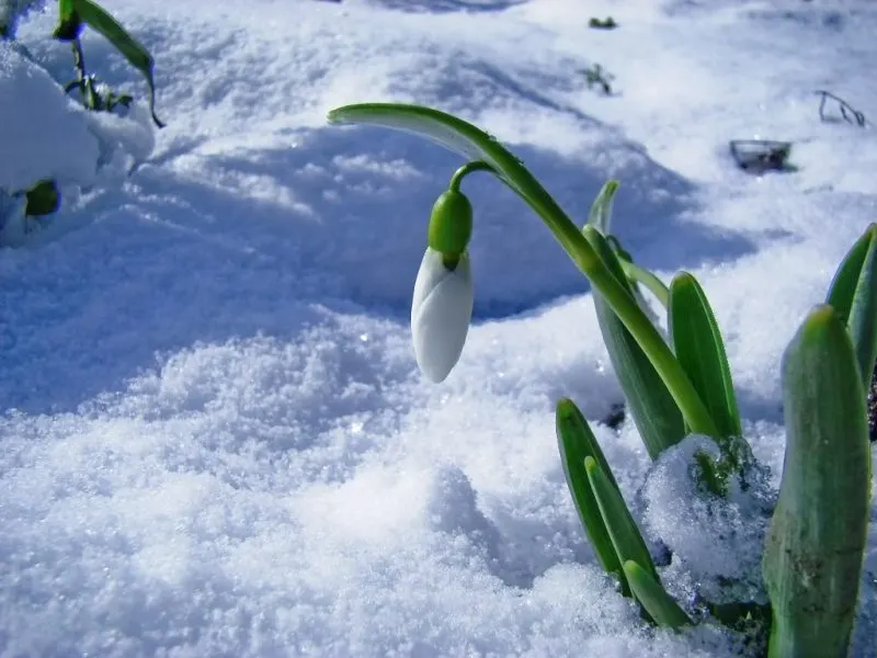 Tradiție sau știință? Vremea în Banat în februarie