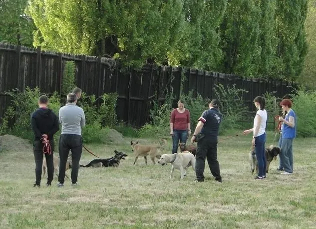 Dresajul câinilor prin joacă, prezentat la Timișoara de o faimoasă dresoare din Anglia