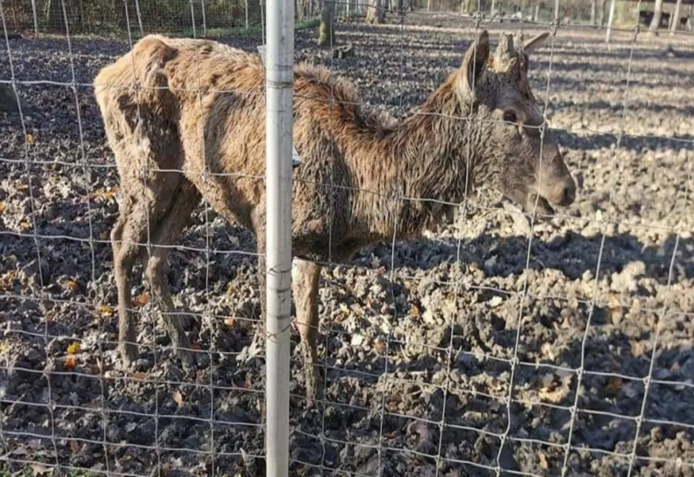 Grădina zoologică din Timișoara, închisă din cauza condițiilor necorespunzătoare. Încă un animal de acolo a murit