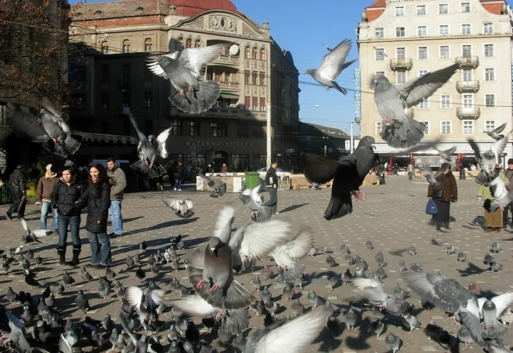 Dezbatere publică privind regulamentul Bugetului Participativ, la Timișoara