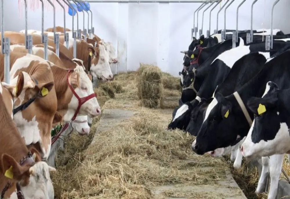 ANSVSA IA MĂSURI PENTRU A PREVENIT INTRAREA FEBREI AFTOASE ÎN ROMÂNIA