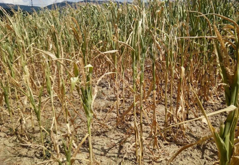 AGRICULTURA AFECTATĂ DE SECETĂ ȘI CANICULĂ