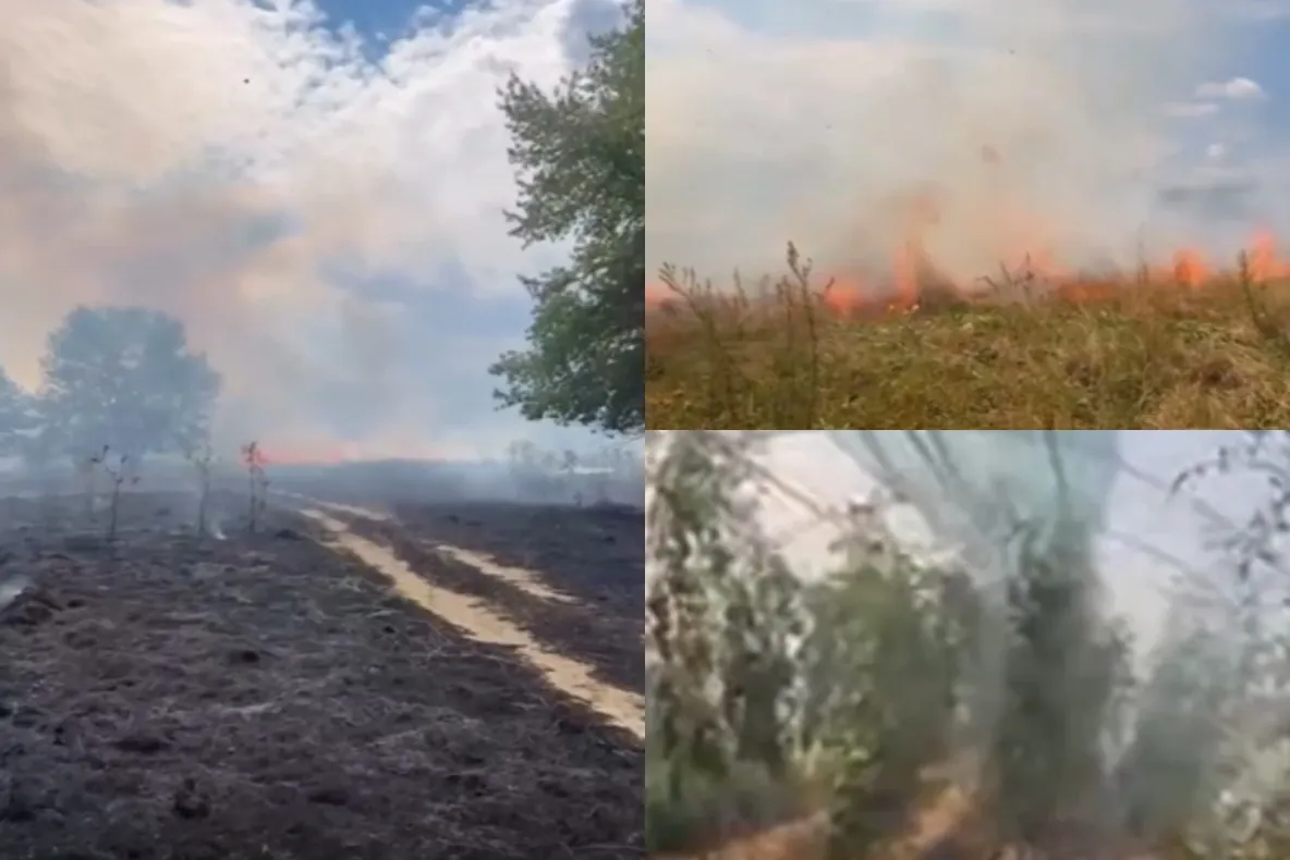 Incendii de vegetație în Timiș: peste 44 de hectare au ars în 24 de ore. Amenzi de până la 100.000 de lei