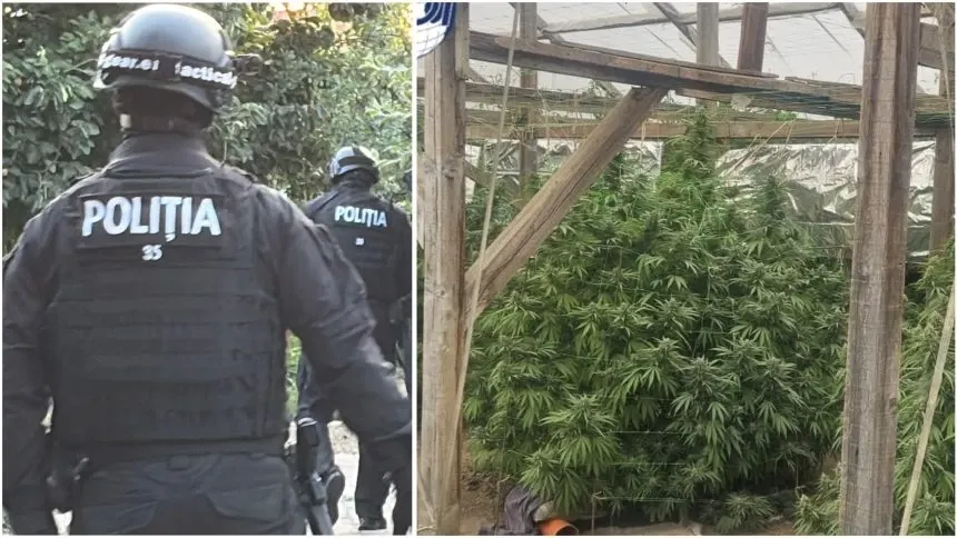 Plantație uriașă de canabis, descoperită în Timiș