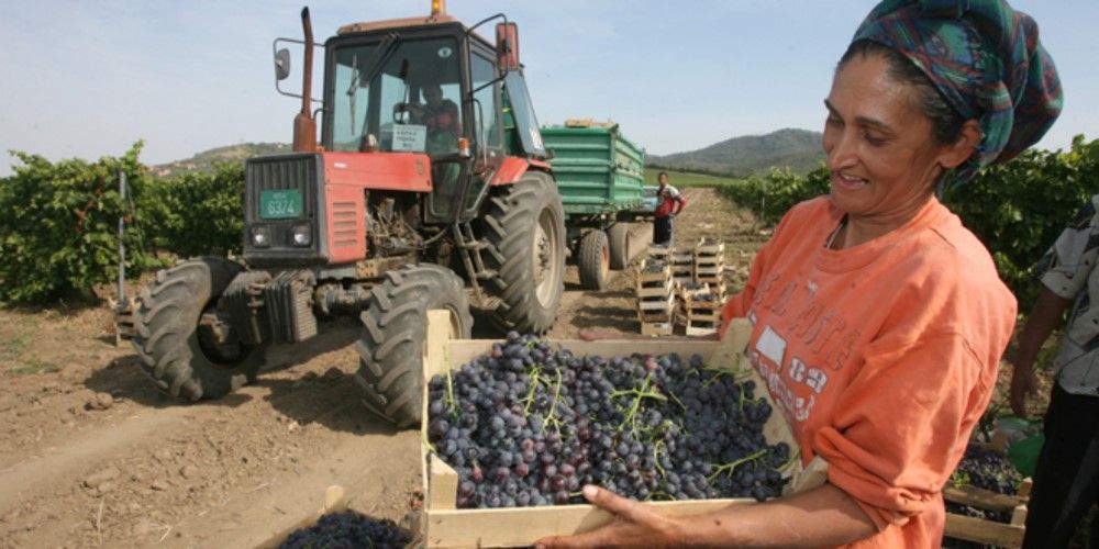 Timșorenii, invitați peste graniță la Zilele Culesului de Struguri