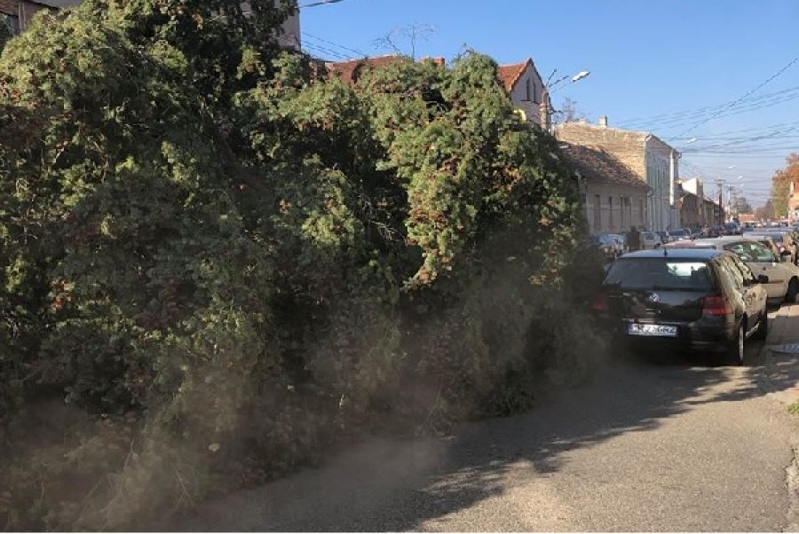 Bradul de Crăciun, târât pe străzile Lugojului ca o mătură uriașă