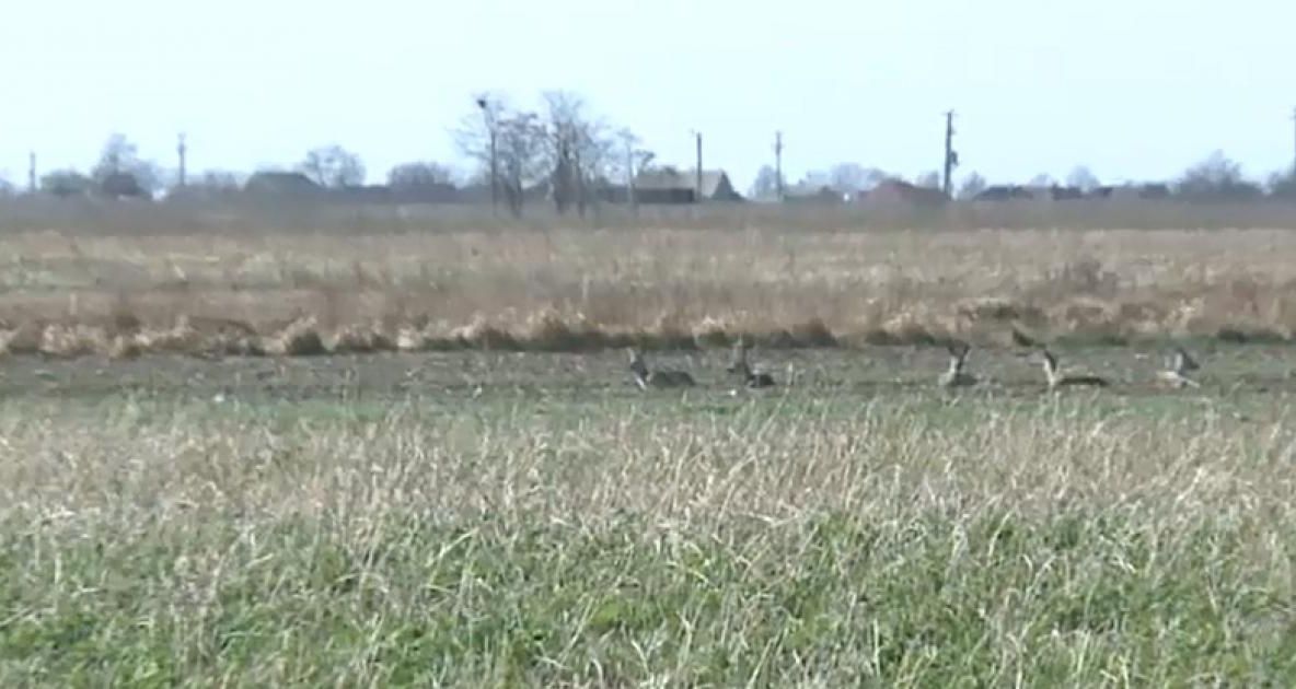 Vânat otrăvit de angajații unei ferme