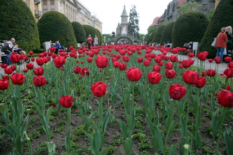 Schimbări la unul dintre cele mai importante festivaluri din Timișoara