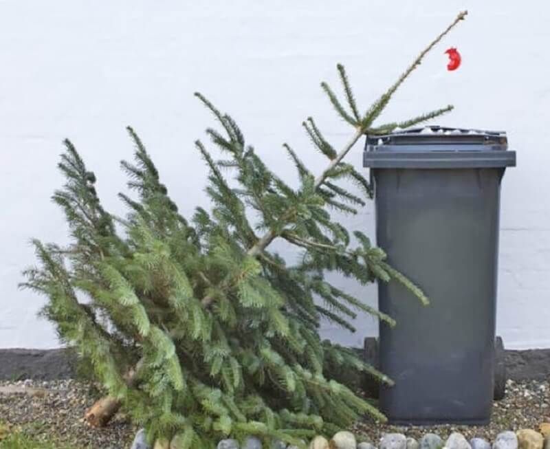 Brazii de Crăciun vor fi adunați de compania de salubrizare