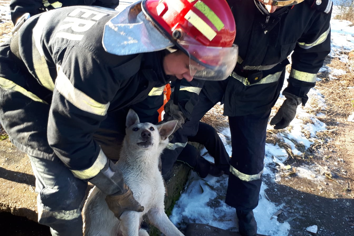 Pompierii au intervenit pentru a salva un câine rămas captiv. VIDEO