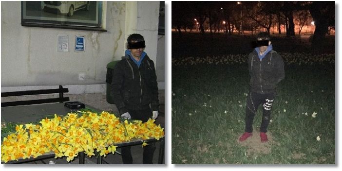 Prăpăd făcut de un tânăr într-un parc din zona centrală la Timișoara. Bărbatul a fost prins de polițiști când încerca să fugă