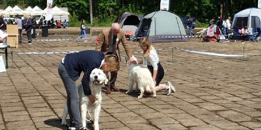 Expoziție de tradiție la Timișoara. Cei mai frumoși câini din țară și străinătate prezenți în capitala Banatului