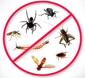 Scene incredibile la Timișoara. Trecătorii au fost stropiți cu insecticid, într-o piață centrală din oraș. Video!