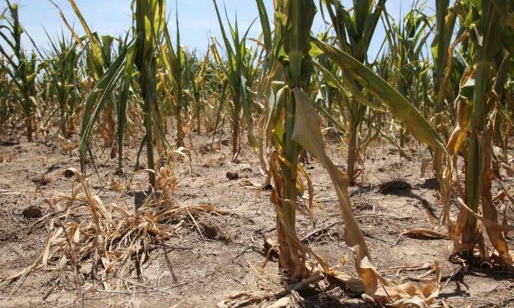 Timișul, în zona de cod roșu de secetă