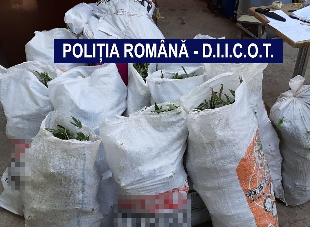 Percheziții în Timiș la traficanții de droguri