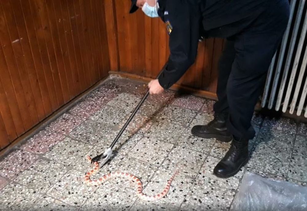 Șarpe găsit într-o scară de bloc la Timișoara