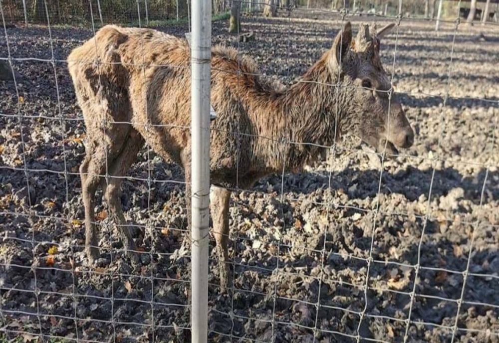 Grădina zoologică din Timișoara, închisă din cauza condițiilor necorespunzătoare. Încă un animal de acolo a murit