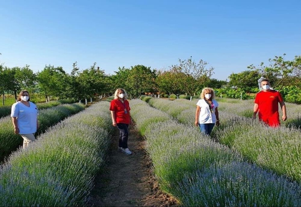 Vaccinare în lanul de lavandă