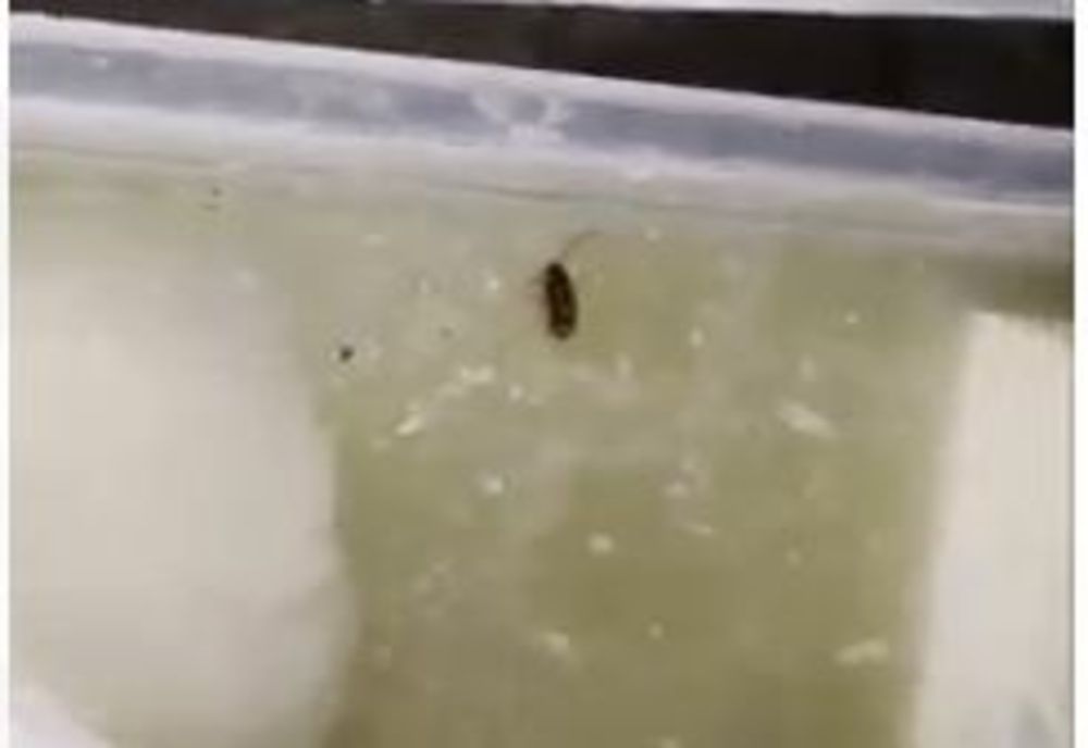 Brânză cu gândaci. Descoperire șocantă într-o piață din Lugoj