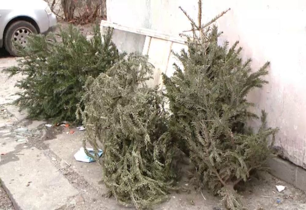La Timișoara brazii de Crăciun nu se adună de pe străzi: trebuie duși la centre de colectare