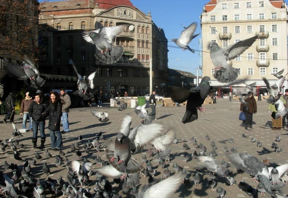 Dezbatere publică privind regulamentul Bugetului Participativ, la Timișoara