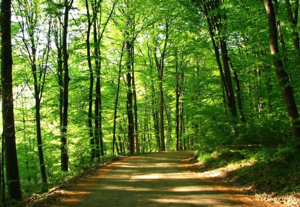 GUVERNUL A ADOPTAT STRATEGIA NAȚIONALĂ PRIVIND APĂRAREA LA SCHIMBĂRILE CLIMATICE