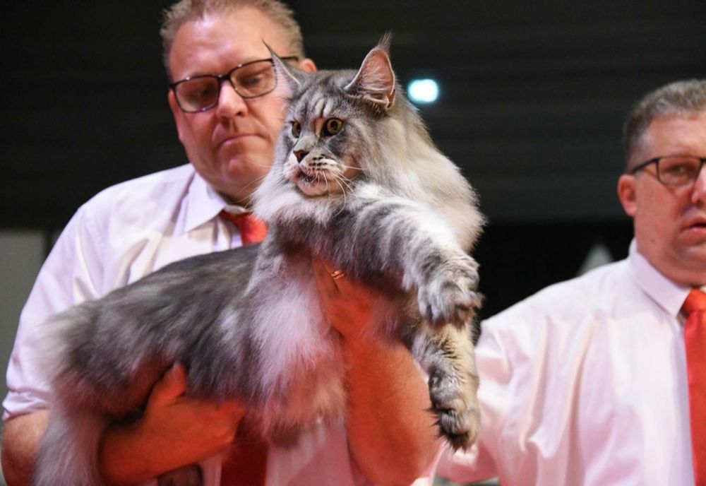 România are cel mai frumos motan din lume