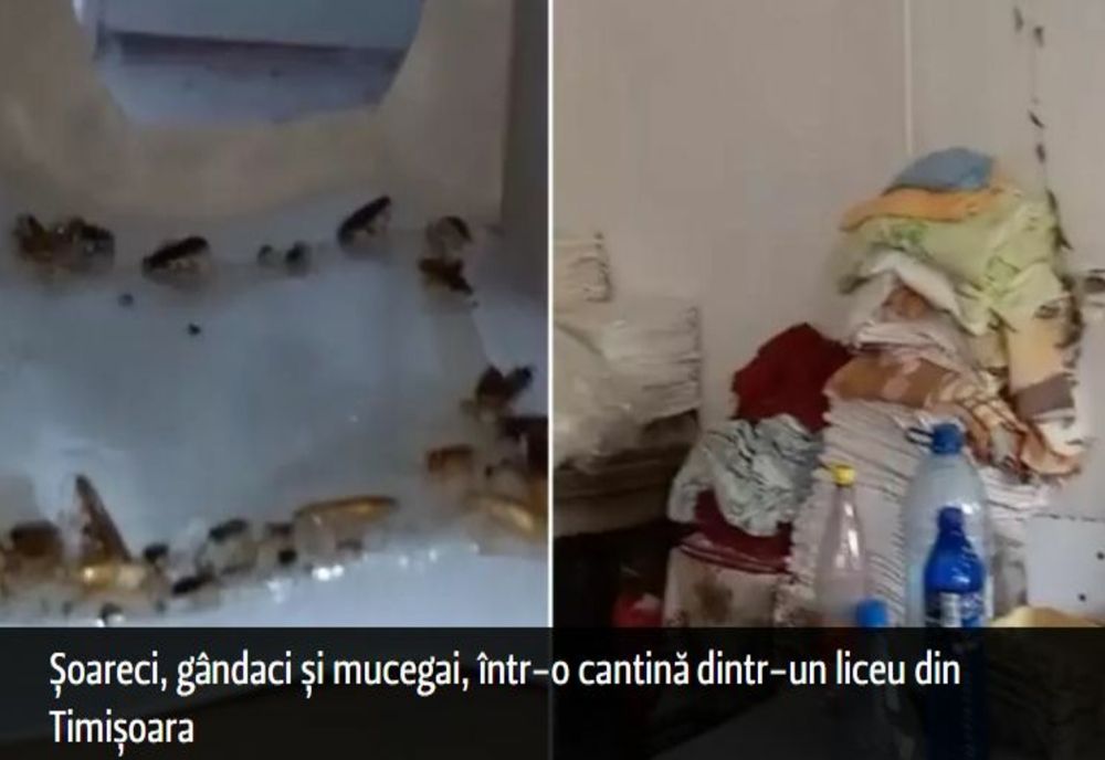 Șoareci, gândaci și mucegai, în cantina unui liceu din Timișoara - VIDEO