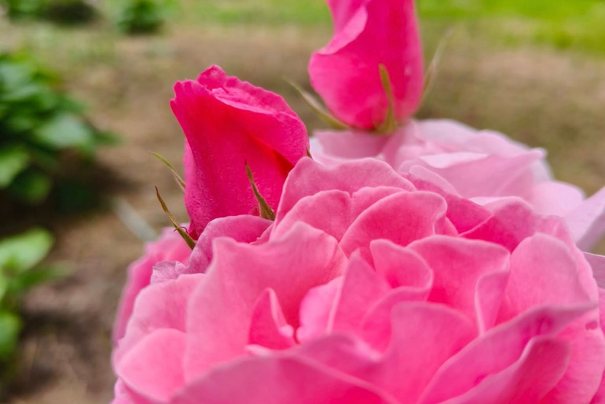 "TIMIȘOARA NU MAI MIROASE A TRANDAFIRI, CI A NEPĂSARE" - CONSILIERUL ILIE-VASILE SÎRBU TRAGE UN SEMNAL DE ALARMĂ PRIVIND DEGRADAREA PARCULUI ROZELOR ȘI UITAREA CASEI MUHLE