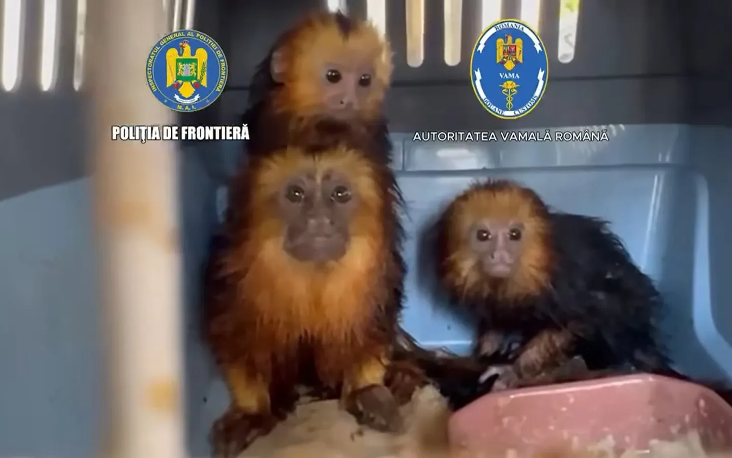 Patru maimuţe transportate fără documente legale, descoperite la Vama Moraviţa