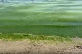 Covor de alge pe litoral. Mirosul e greu de închipuit