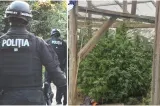 Plantație uriașă de canabis, descoperită în Timiș