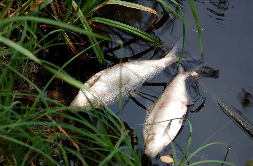 pesti morti