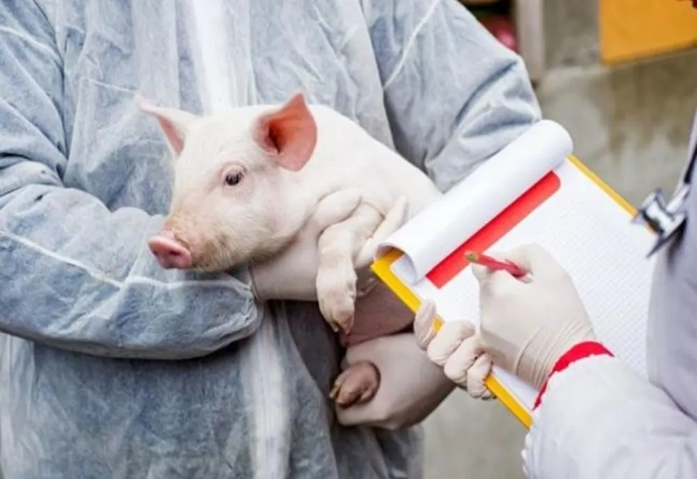 Ultimul focar de pestă porcină din Timiș a fost lichidat