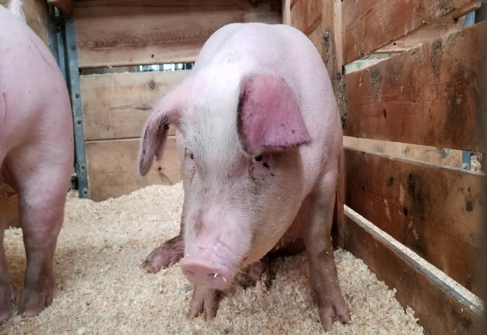 Cadavre de porci morți de pestă, aruncate la marginea drumului