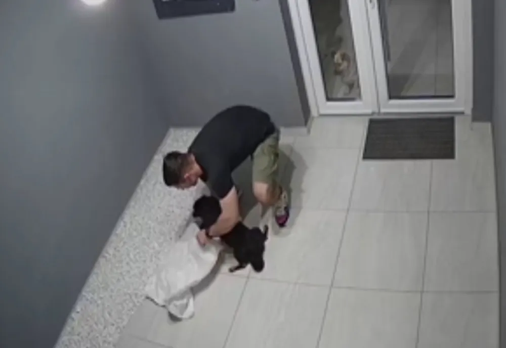 Incident halucinant în Timișoara. Un câine răpit și băgat într-un sac, în scara blocului. Hoțul recunoaște că l-a luat, dar nu vrea să-l dea înapoi