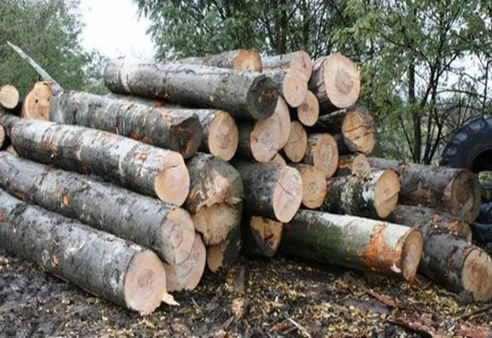 În ce județe s-au deschis cele mai multe dosare penale pentru tăieri ilegale de lemn?