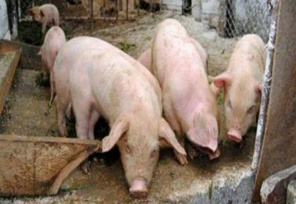 Focar de pestă porcină depistat în județul Timiș