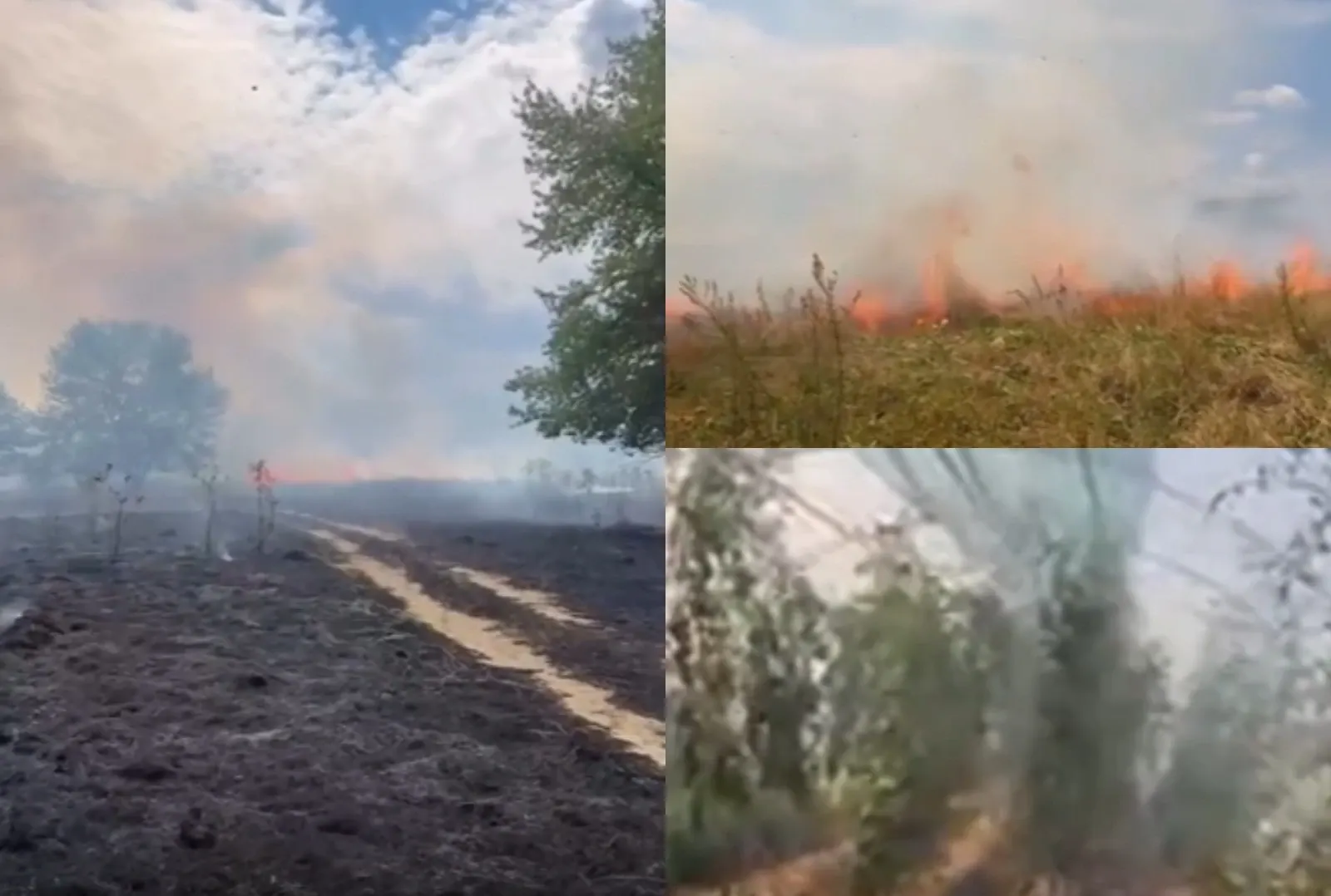 Incendii de vegetație