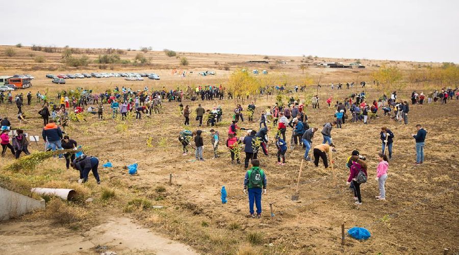 plantare-voluntari-copaci
