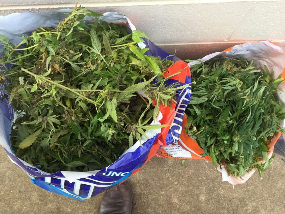 Captură de canabis. Opt kilograme de droguri, găsite într-un autocar