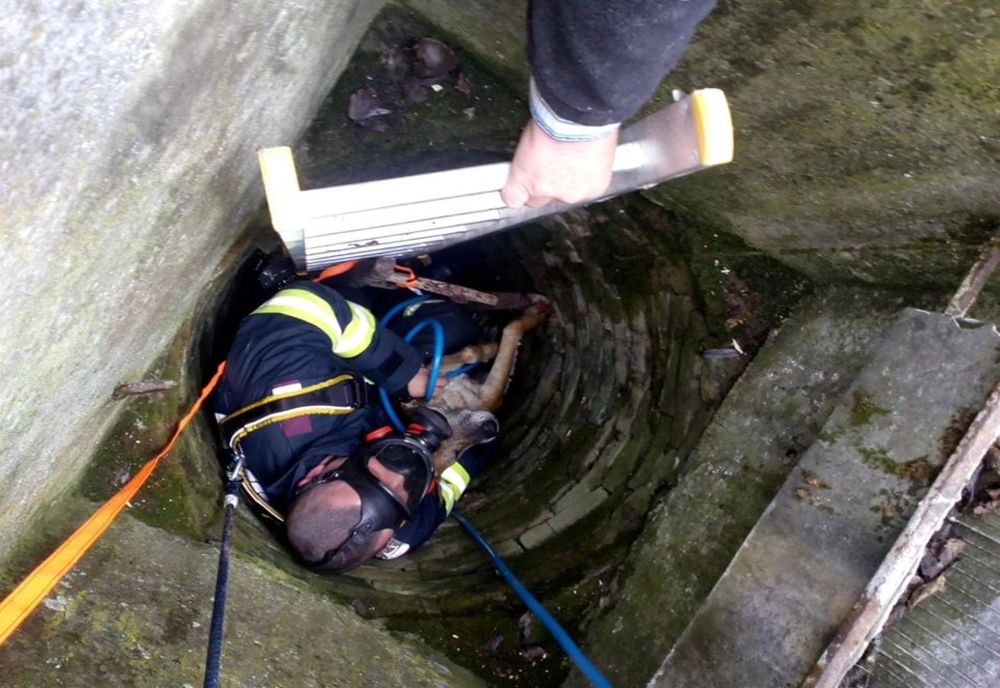 Câine salvat de pompieri dintr-o fântână