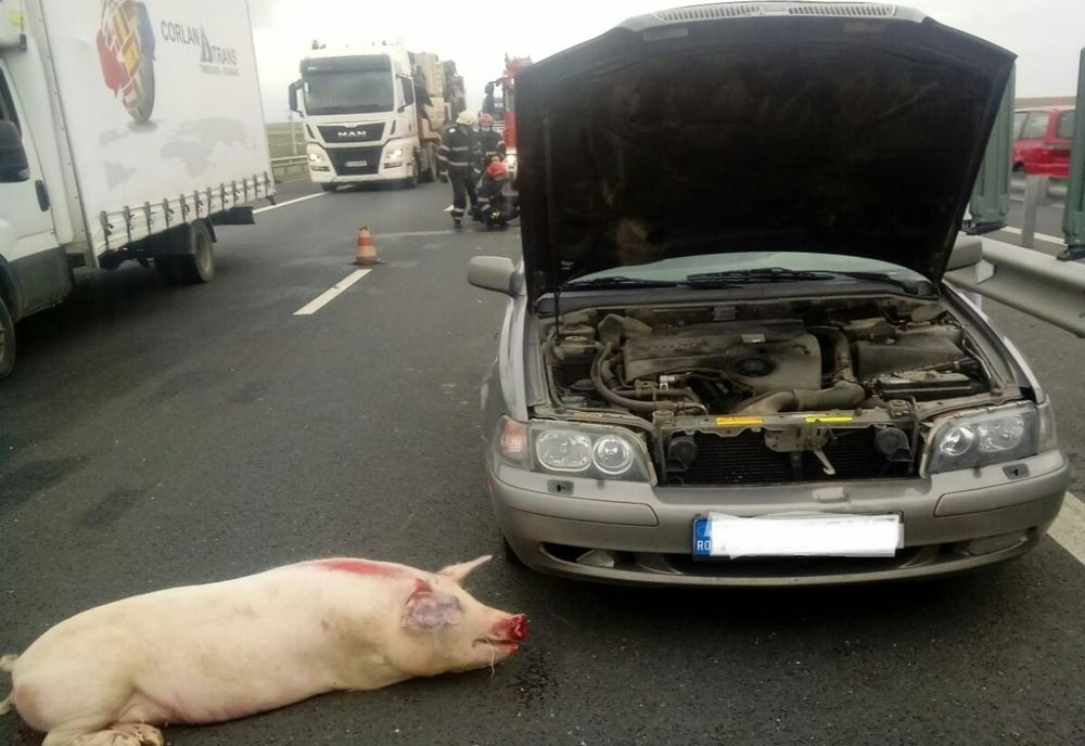 Două mașini s-au ciocnit, pe Autostrada Vestului, din cauza unui ... porc