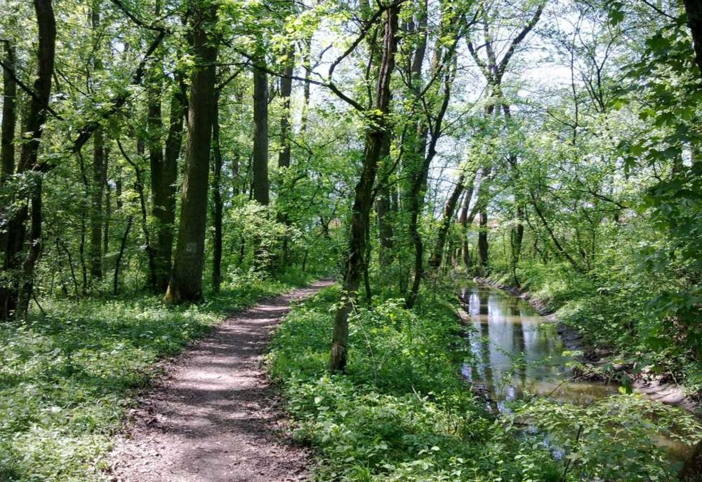 Ministrul mediului a declarat, la Timișoara, că sprijină trecerea Pădurii Verzi în administrarea primăriei