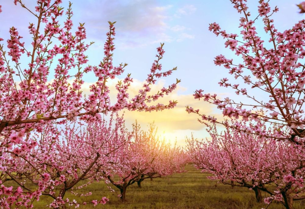 Vreme frumoasă la final de săptămână, în Banat și Crișana