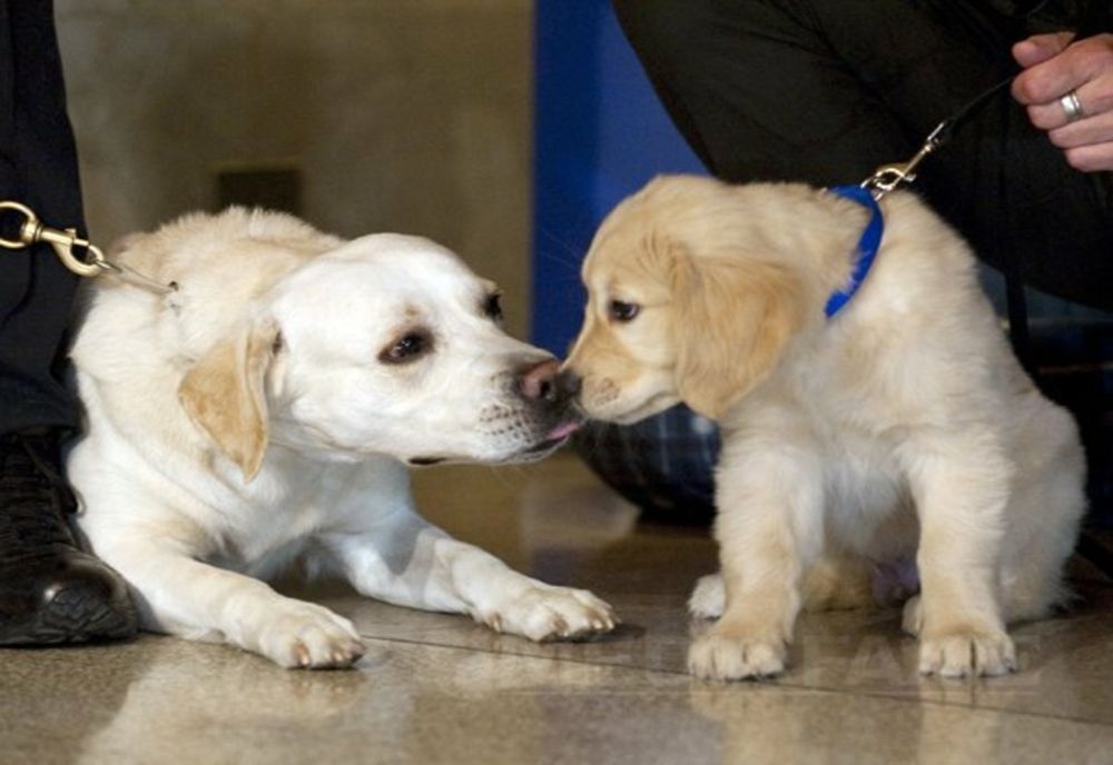 Noul regulament propus de primărie privind deținerea animalelor de companie în Timișoara