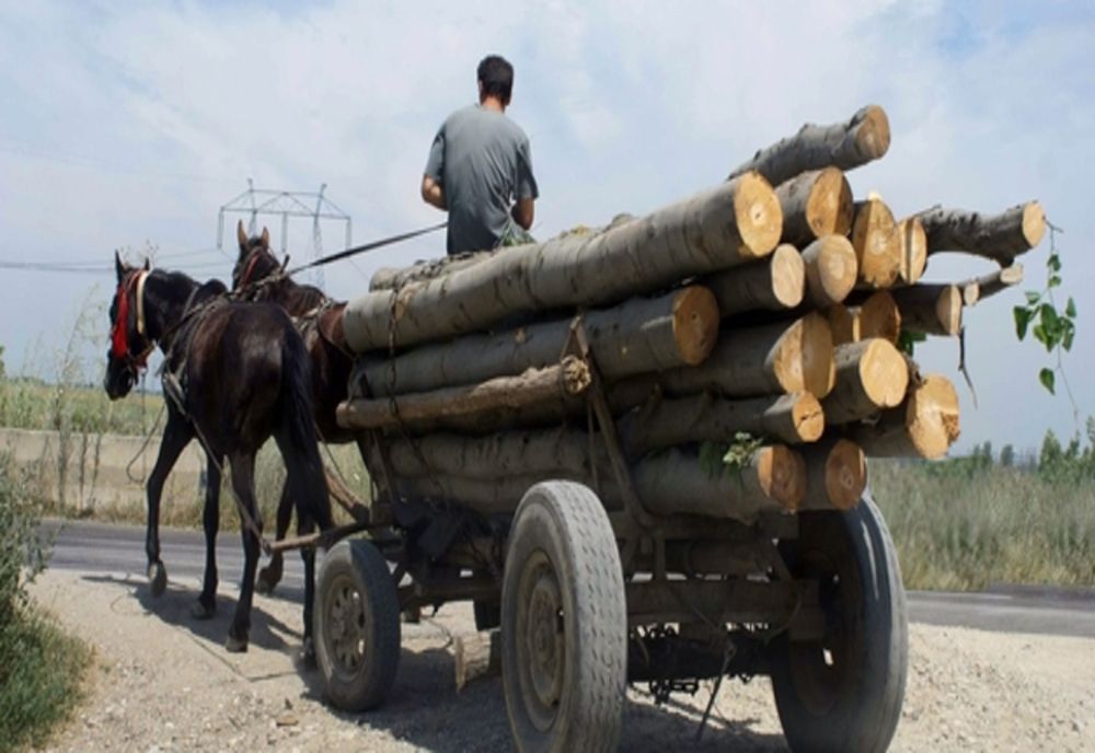 Pe urmele hotilor de lemne