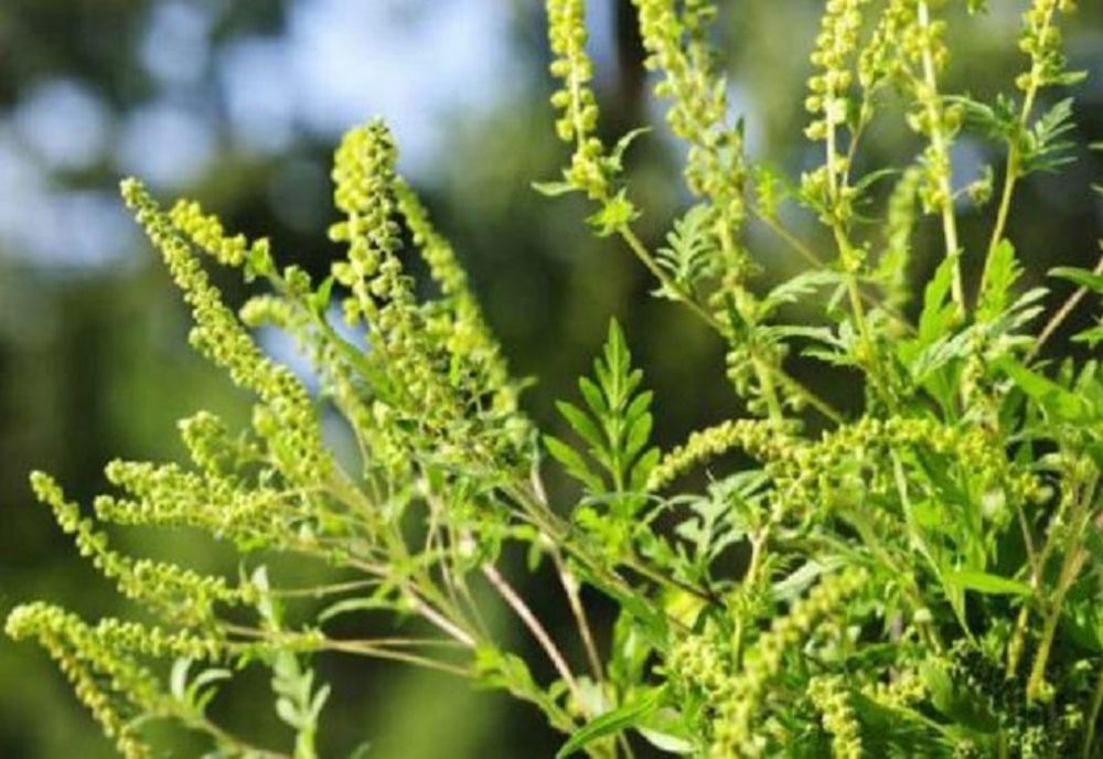 Peste 300 de somaţii transmise într-o săptămână proprietarilor de terenuri infestate cu ambrozie